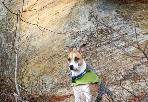 Sheltowee Trace